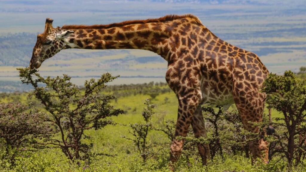 As 5 curiosidades sobre girafas que a maioria das pessoas não conhece, mas que podem surpreender