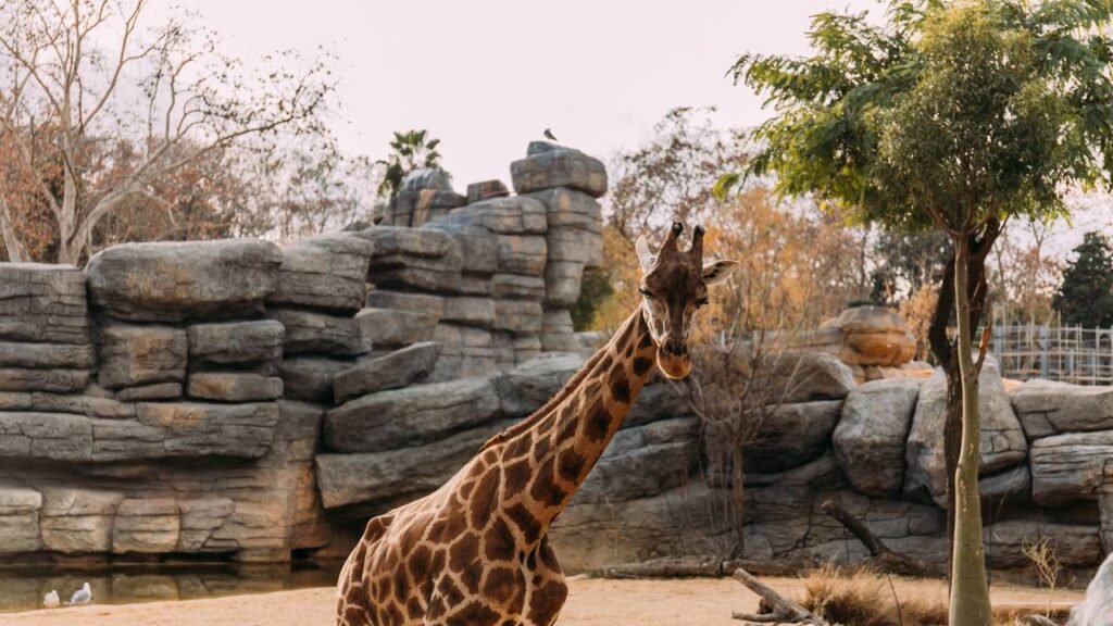 As 5 curiosidades sobre girafas que a maioria das pessoas não conhece, mas que podem surpreender