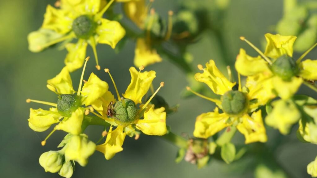 A planta que protege sua casa do mau-olhado e afasta energias negativas, segundo os antigos