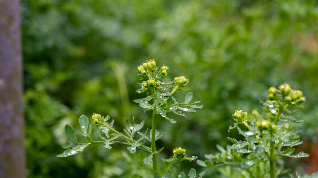 A planta que protege sua casa do mau-olhado e afasta energias negativas, segundo os antigos