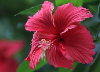 A planta vermelha que ajuda a baixar a pressão e pode ser plantada em casa
