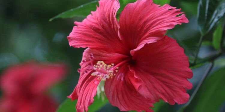 A planta vermelha que ajuda a baixar a pressão e pode ser plantada em casa