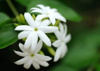O segredo para manter a jasmim perfumada e saudável, mesmo no calor de dezembro