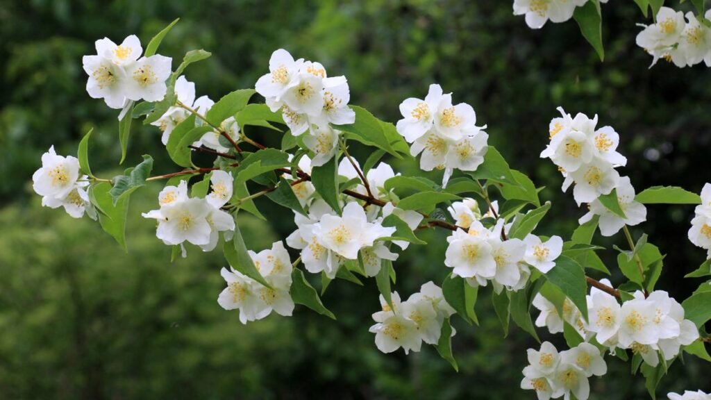 O segredo para manter a jasmim perfumada e saudável, mesmo no calor de dezembro