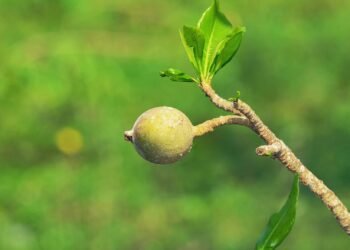 O fruto ancestral que estimula o apetite, acalma o estômago e revigora o corpo