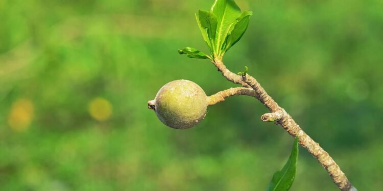 O fruto ancestral que estimula o apetite, acalma o estômago e revigora o corpo