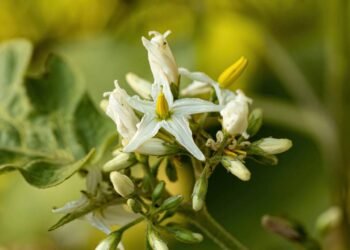 A planta amarga usada há gerações para aliviar o estômago e apoiar o fígado