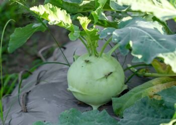 Essa hortaliça cresce bem em vasos e fica pronta em poucas semanas