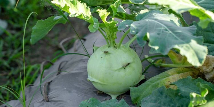 O cultivo de couve-nabo em vasos vem ganhando espaço entre moradores de cidades e pessoas que dispõem de pouco terreno - Créditos: depositphotos.com / kaiskynet@gmail.com