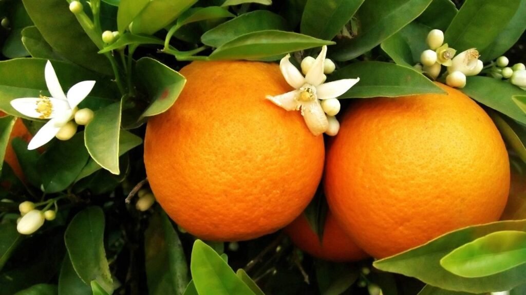 A fruta comum rica em vitamina C que ajuda na hidratação corporal e é fácil de plantar