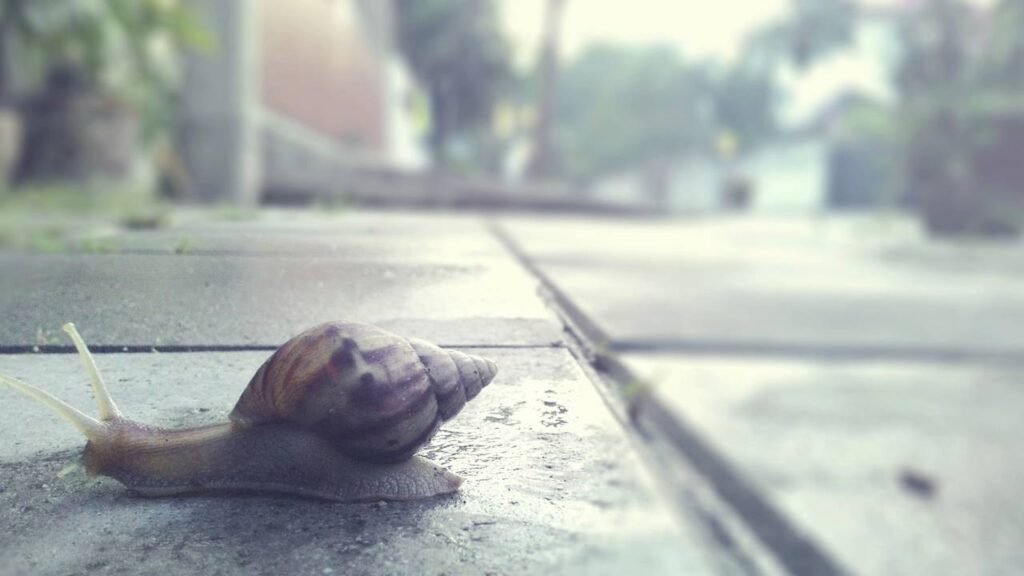 O que significa quando começam a aparecer lesmas dentro de casa?