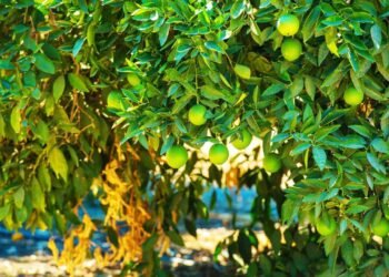 A frutífera ideal para quem quer começar a plantar sem complicação