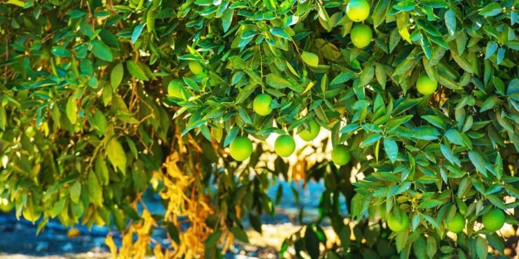 Antes de plantar, é importante definir qual tipo de limão se encaixa melhor no espaço disponível e no clima da região - Créditos: depositphotos.com / welcomia