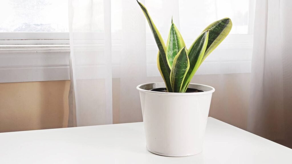 O erro comum que pode matar sua língua de sogra no verão