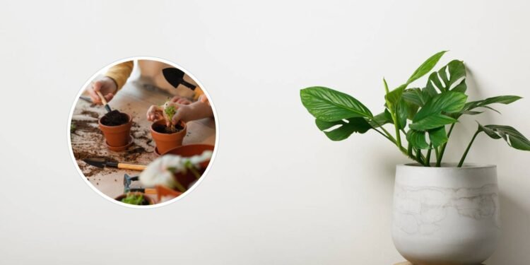 Para que servem os furos nos vasos de plantas e por que eles são essenciais