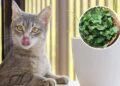 Qual é a planta que mais atrai os gatos e por que ela deixa os felinos mais animados