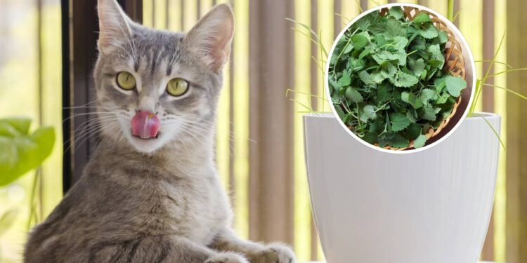 Qual é a planta que mais atrai os gatos e por que ela deixa os felinos mais animados