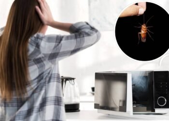 Em qual eletrodoméstico da cozinha as baratas costumam viver e por que isso acontece