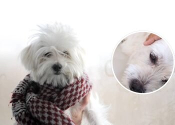 A que temperatura os cães começam a sentir calor de verdade segundo especialistas