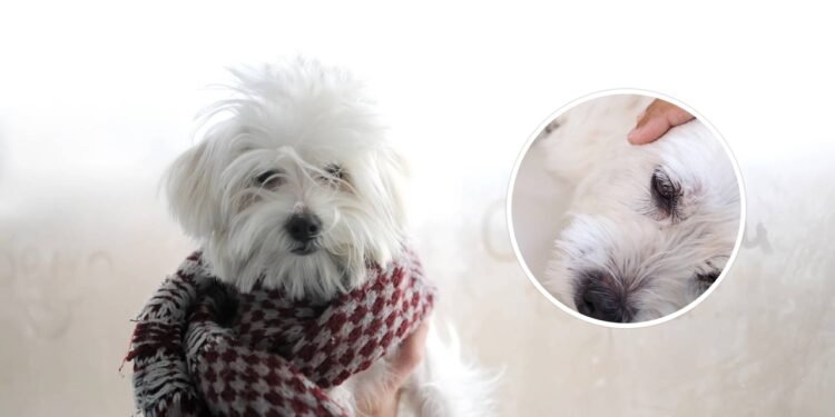 Com a chegada de dias cada vez mais quentes, cresce a preocupação sobre como o calor afeta a saúde dos cães - Créditos: depositphotos.com / avk78
Créditos: depositphotos.com / kittima05