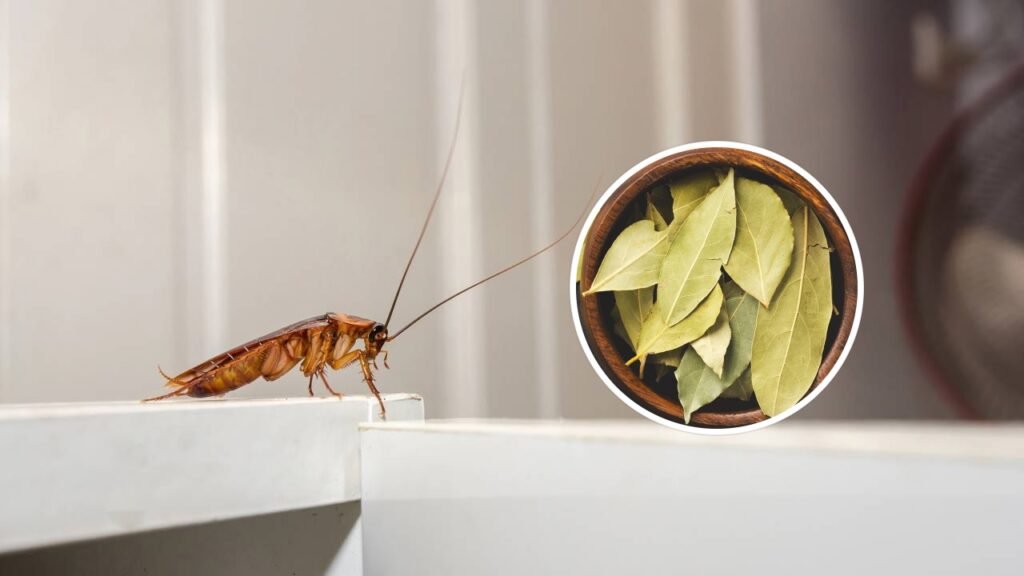Os 3 ingredientes culinários que eliminam as baratas para sempre sem veneno