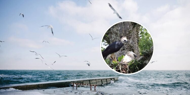 Depois de vinte anos sem deixar vestígios, uma das aves mais poderosas da América do Sul reapareceu