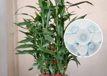 A planta que harmoniza o ambiente e pode crescer em um simples copo de plástico