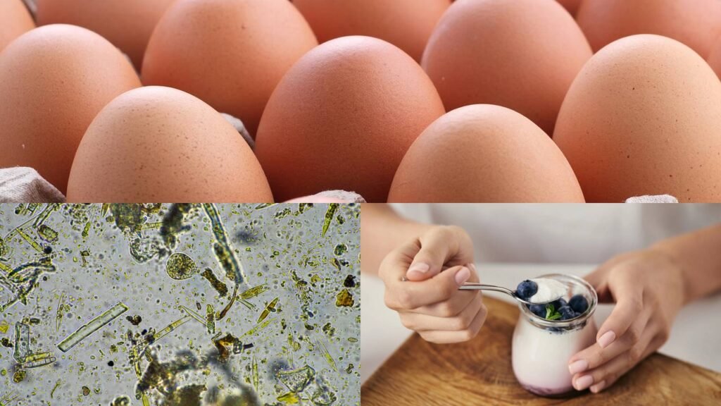 3 fontes de proteína de alta qualidade para pessoas maiores de 50 anos