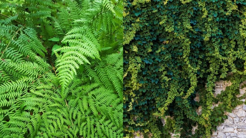 As 3 plantas que podem atrair uma praga perigosa para o seu jardim doméstico