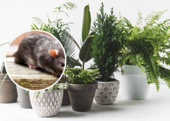 Como assustar ratos para longe de casa com plantas aromáticas