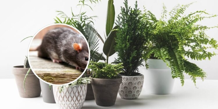 Como assustar ratos para longe de casa com plantas aromáticas