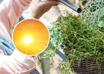 O erro que você absolutamente deve evitar ao regar suas plantas no verão