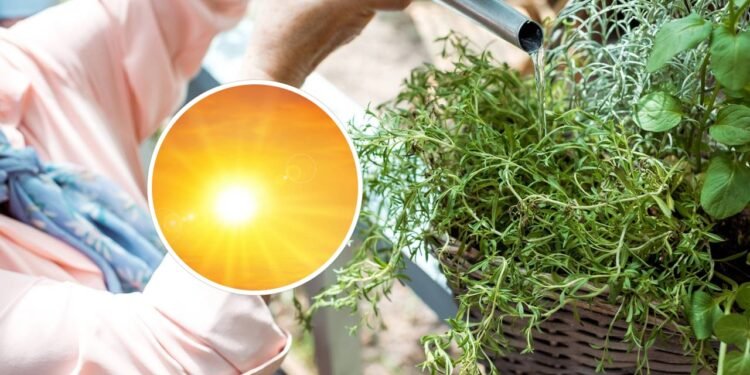 O erro que você absolutamente deve evitar ao regar suas plantas no verão