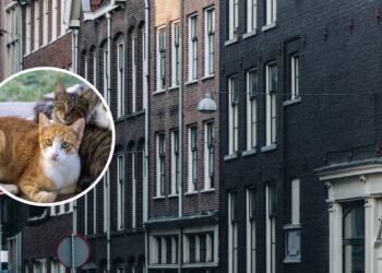 País proíbe gatos no território a partir de 1º de janeiro de 2026