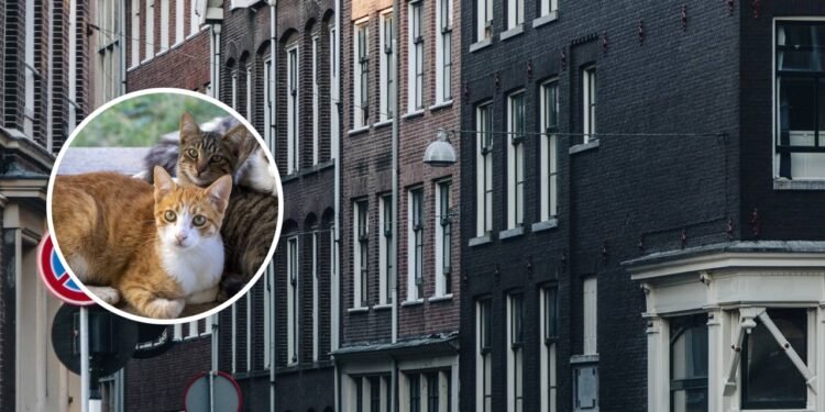 País proíbe gatos no território a partir de 1º de janeiro de 2026