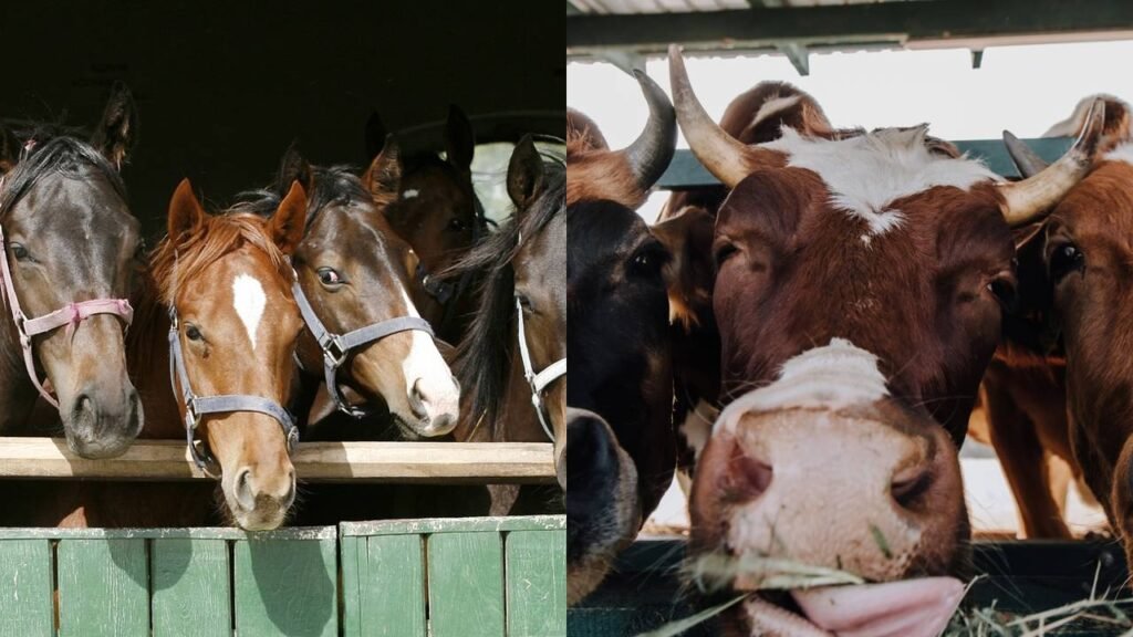 O feminino de “carneiro” é “ovelha”, e o motivo é histórico, não gramatical