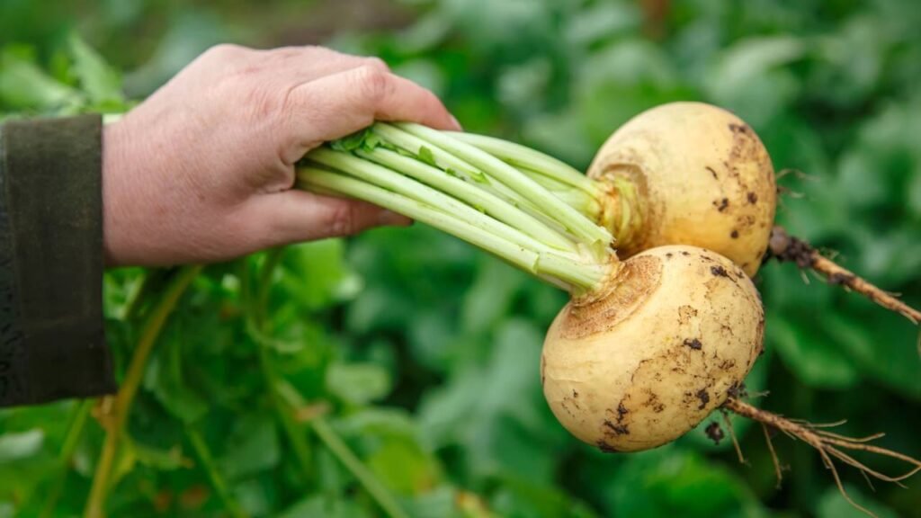 O vegetal que é cheio de propriedades e benefícios à saúde que quase ninguém conhece