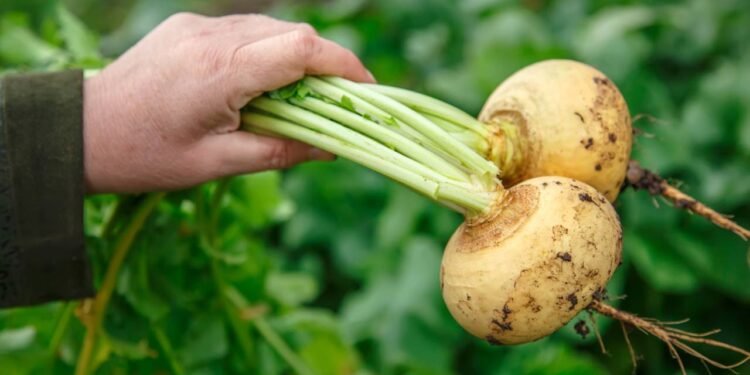 Melhora sua digestão, dá saciedade e quase não tem calorias, essa raiz pode salvar sua dieta