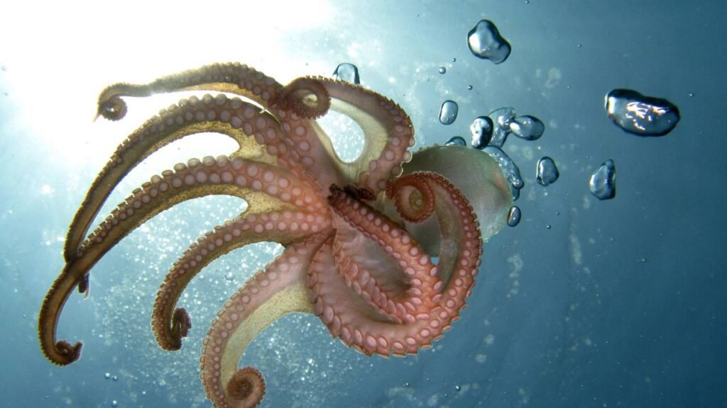 Por que os polvos têm três corações e como isso influencia sua sobrevivência no oceano