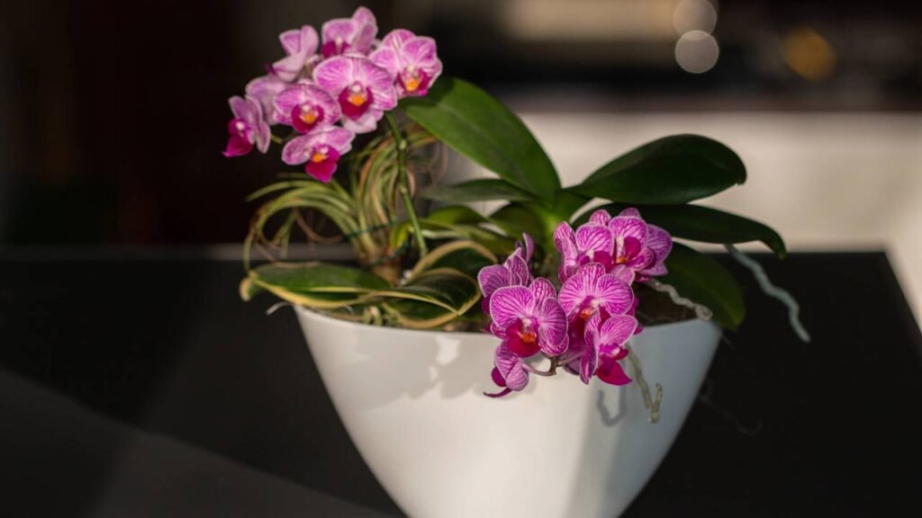 É por isso que sua orquídea está morrendo e você não percebeu