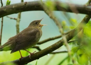 O que significa quando um pássaro entra na sua casa?