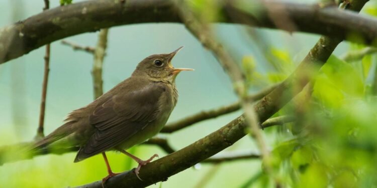 O que significa quando um pássaro entra na sua casa?