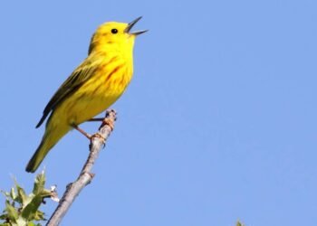O que significa quando um passarinho canta dentro de casa?
