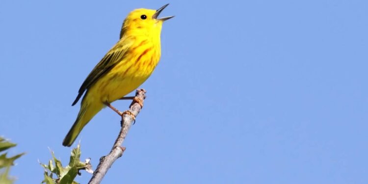 O que significa quando um passarinho canta dentro de casa?