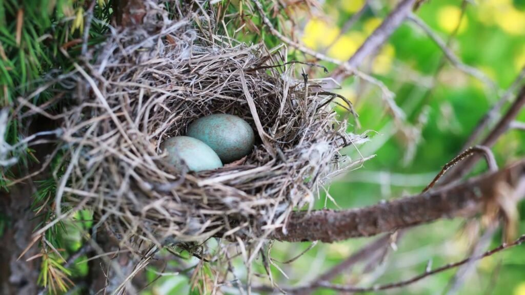 O que significa quando pássaros escolhem sua porta para construir um ninho?