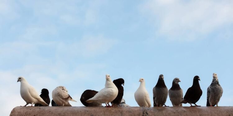 O que pode significar quando um pombo pousa na sua janela?