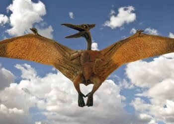 A descoberta incrível no Brasil que mostra como os cérebros dos pterossauros criaram sua forma de voar