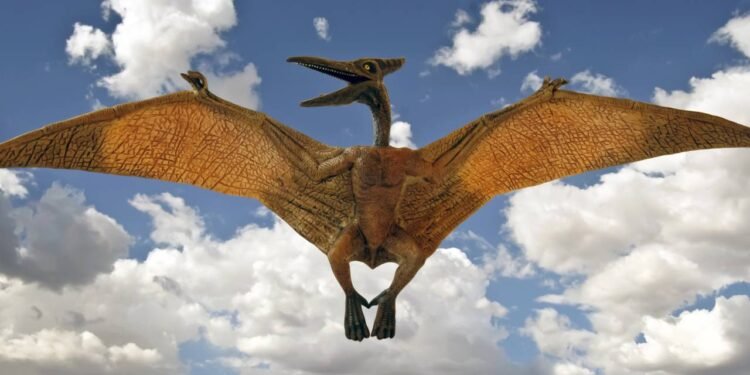 A descoberta incrível no Brasil que mostra como os cérebros dos pterossauros criaram sua forma de voar