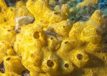 Eles vivem há milênios e podem guardar o segredo da vida na Terra de acordo com especialistas