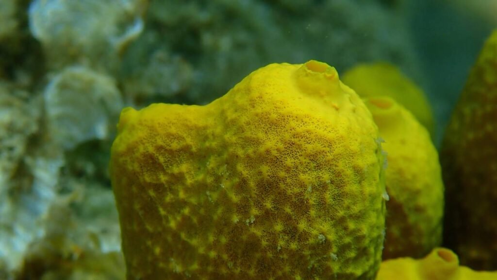 Eles vivem há milênios e podem guardar o segredo da vida na Terra de acordo com especialistas